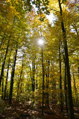 Buche,  Gemeine Buche,  Rot-Buche,  Fagus sylvatica L., Herbst