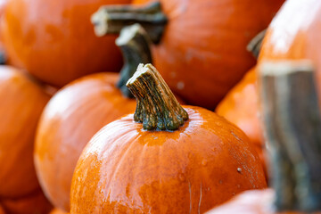 Beautiful Halloween pumpkins or red kuri squash 