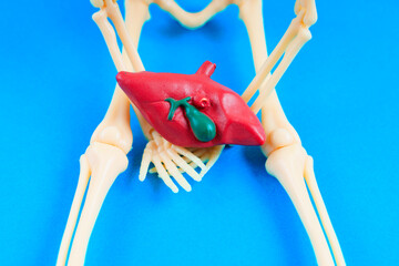Skeleton Model Holding Liver on Bright Blue Background