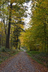 Wald,,  Waldweg,  Herbst