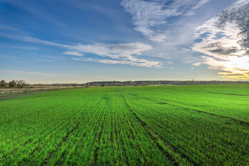 Obraz premium A large field of grass with a clear blue sky in the background