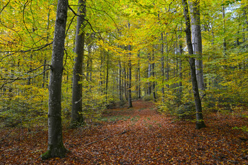 Buchenwald, Herbstfärbung, Herbststimmung
