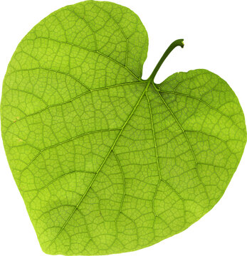 Set of assorted fresh green leaves from multiple tree and plant species arranged in a line and isolated on clean white background highlighting diverse natural shapes textures and lush foliage detail