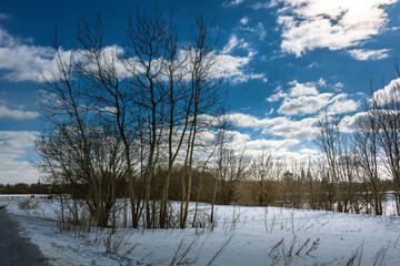 A snowy field with trees in the background
