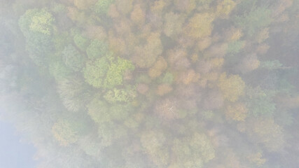 An aerial shot beautifully capturing the vibrant and rich colors of autumn trees in a picturesque forest setting
