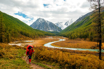 Fototapeta premium a tourist with a red backpack walks along the trail in autumn in Altai in the yellow forest