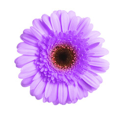 Fototapeta premium Beautiful violet gerbera flower on white background