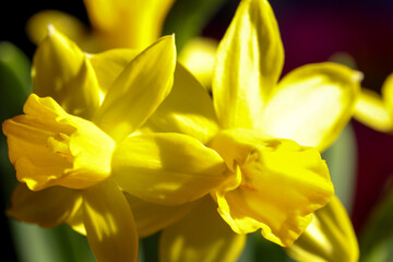 A closeup of daffodils displays their vibrant yellow petals, symbolizing the beauty of spring and...