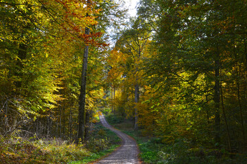 Wald,  Waldweg, Herbst