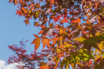 Colorful trees, beautiful red and yellow leaves in Autumn season, Kyushu, Japan