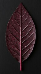 Dark maroon leaf, intricate vein patterns, isolated on black background.