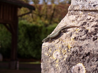 Lézard
