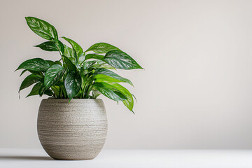 potted houseplant aglaonema on the table over white background with copy space