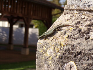Lézard

