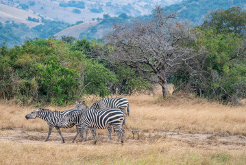 Obraz premium Zebras are standing together in a field filled, Akagera National Park Rwanda