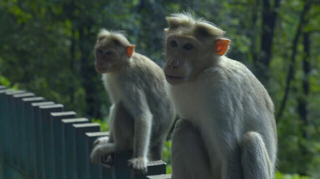 Indian monkeys setting in a boundary wall , 2 monkeys looking mid shot