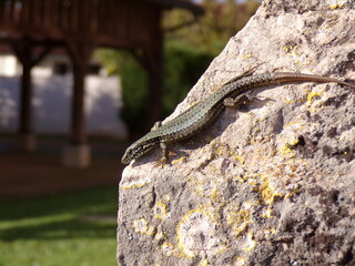 Lézard
