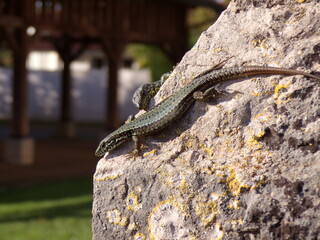 Lézard
