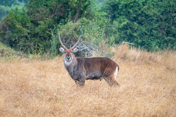 A closeup photo of Common waterbuck, Akagera National Park Rwanda