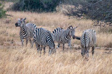 Obraz premium Zebras are standing together in a field filled, Akagera National Park Rwanda