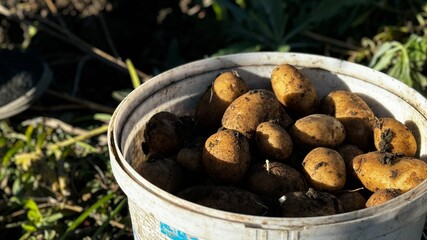 Freshly harvested potatoes collected in a bucket during autumn on a sunny day in the countryside