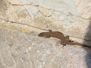Lézard
