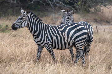 Zebras are standing together in a field filled, Akagera National Park Rwanda