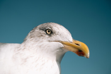 portrait of a seagull