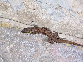Lézard
