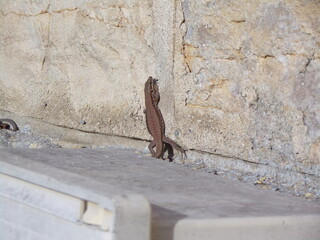 Lézard
