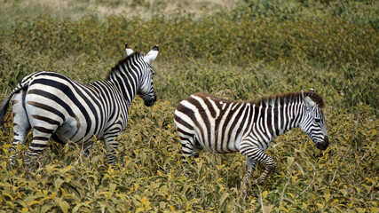 Naklejka premium zebra in the serengeti park