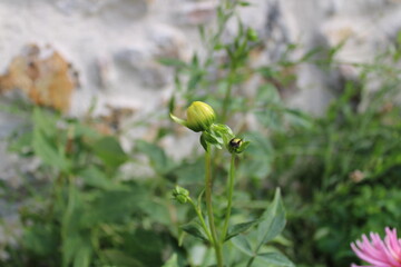 Garden Dahlia, Dahlia cultivé - Dahlia cultorum - Asteraceae, Astéracées © Ugo