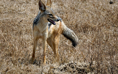 jackal in the serengeti park