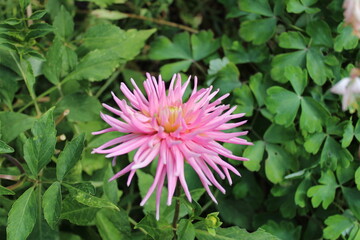 Obraz premium Garden Dahlia, Dahlia cultivé - Dahlia cultorum - Asteraceae, Astéracées
