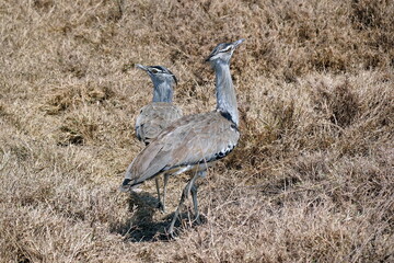 great bustard in the serengeti