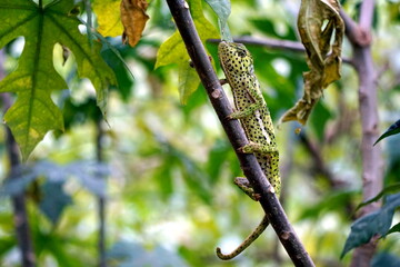 colorful chameleon on zanzibar island