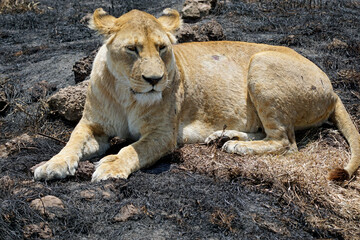 male and female lion lying in the savanna gras