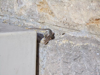 Lézard
