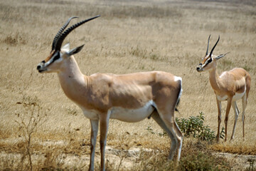 grant gazelle in the serengeti
