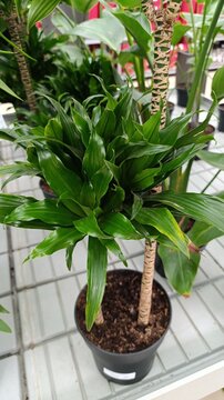 Corn plant, Sandragon, Drecina, Drac&eacute;na Odorante, dragonnier parfum&eacute; - Dracaena Fragrans, Aletris fragrans, Sansevieria fragrans - Asparagac&eacute;es, Asparagaceae
