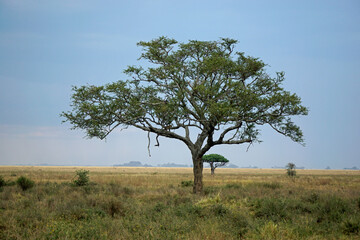 cheetah in a tree in the serengeti park