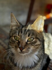 A close-up of a curious tabby cat with striking green eyes lounging in a sunbeam on a cozy afternoon