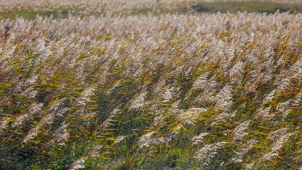 Selective focus fluffy flowers of common reed plants or water reeds in Autumn, The grass-like plants of wetlands and growing in the estuary of the lake shore under blue sky, Natural floral background.