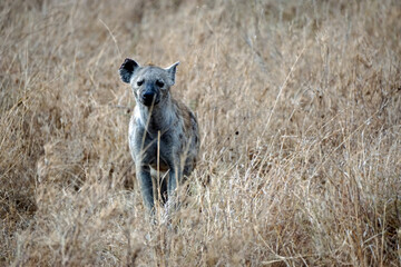 hyena in the serengeti park