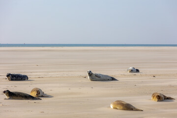 Obraz premium Seals in its natural habitat laying on the beach and dune in Dutch north sea coastline (Noordzee) The earless phocids or true seals are one of the three main groups of mammals, Pinnipedia, Netherlands