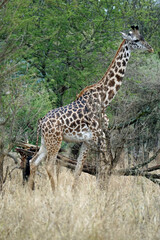 giraffe in the serengeti park