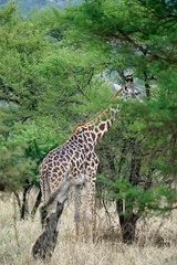 giraffe in the serengeti park