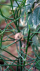 colorful chameleon on zanzibar island