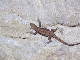 Lézard
