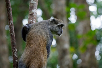 vervet monkey on zanzibar island